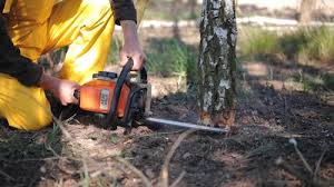 Best Emergency Tree Removal  in Golden Hills, CA